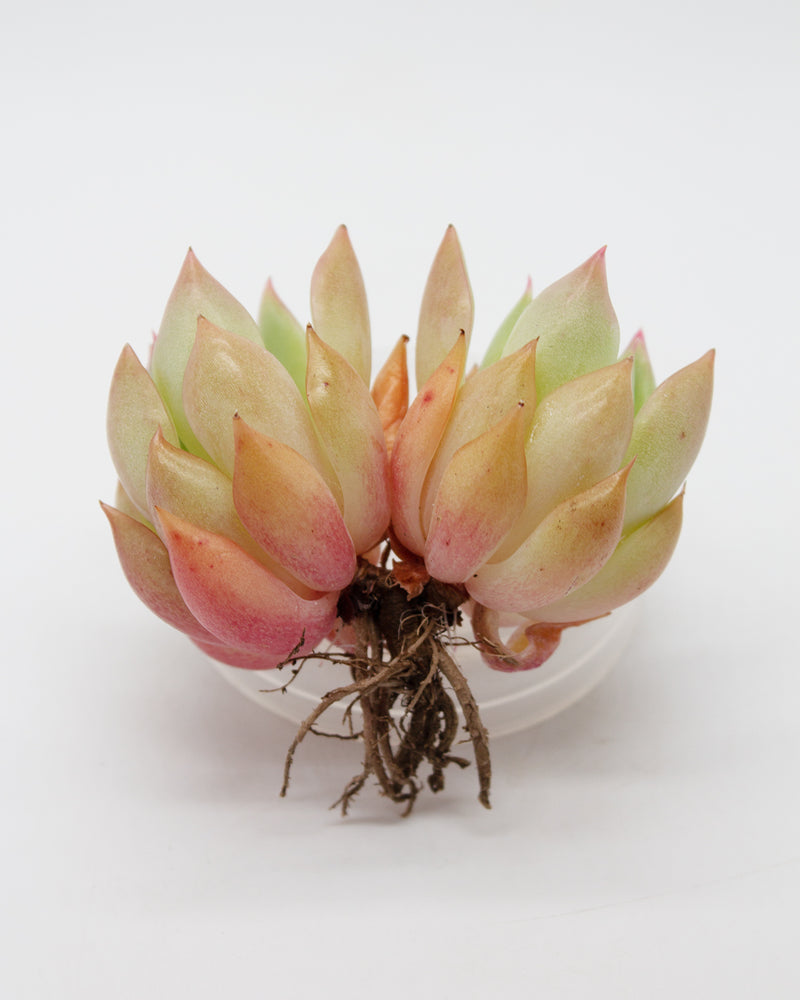 
                
                    Load image into Gallery viewer, Echeveria Pink Dragon
                
            