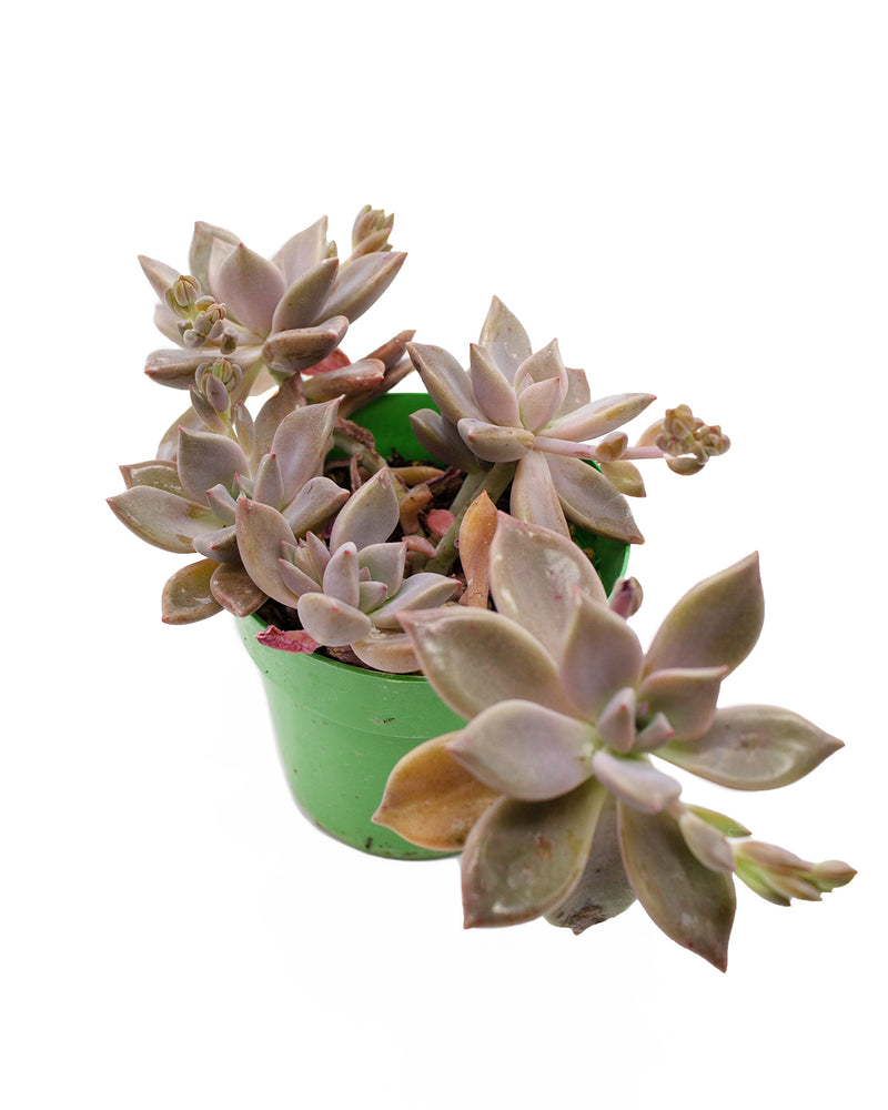 Graptoveria 'Victor Kane'