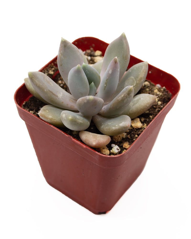 Echeveria sp.