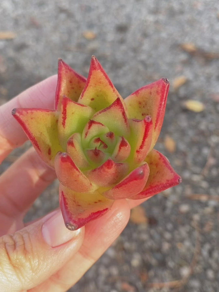 
                
                    Load and play video in Gallery viewer, Echeveria Jelly Cassiopeia
                
            