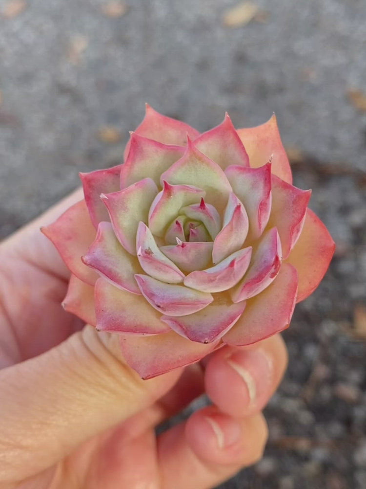 
                
                    Load and play video in Gallery viewer, Echeveria Pink Tips
                
            