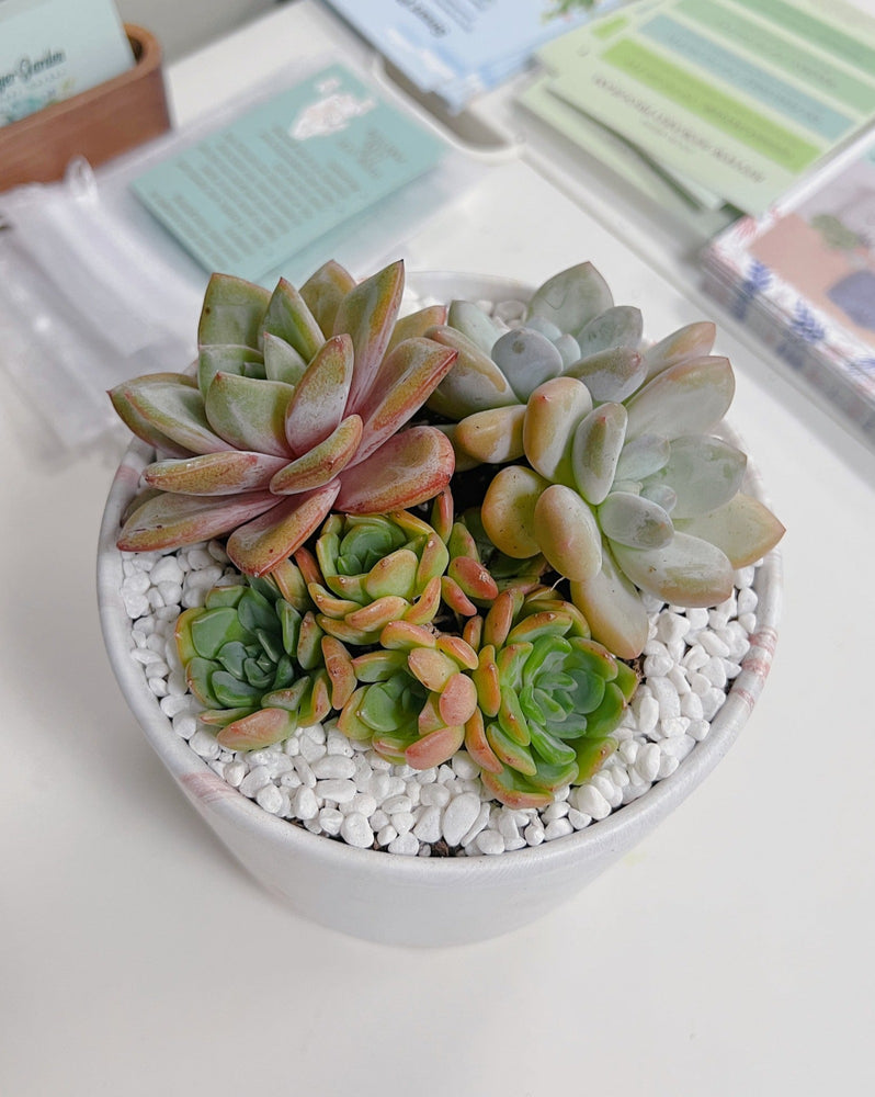 Assorted Korean Succulent Arrangement