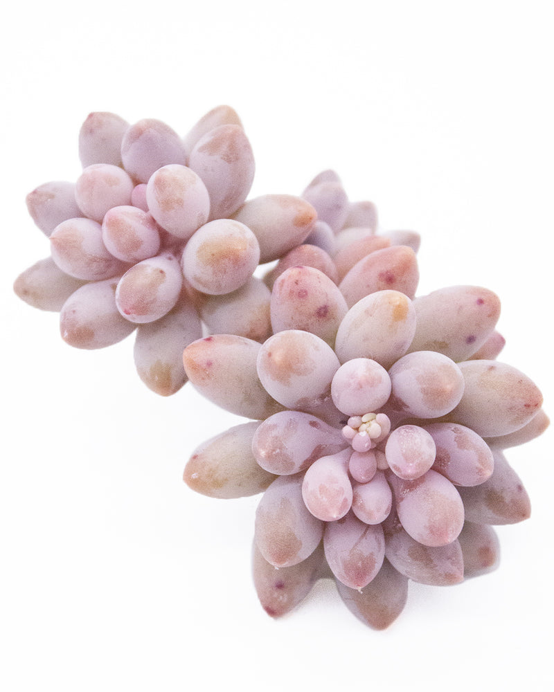 Pachyphytum Machucae(Baby finger)