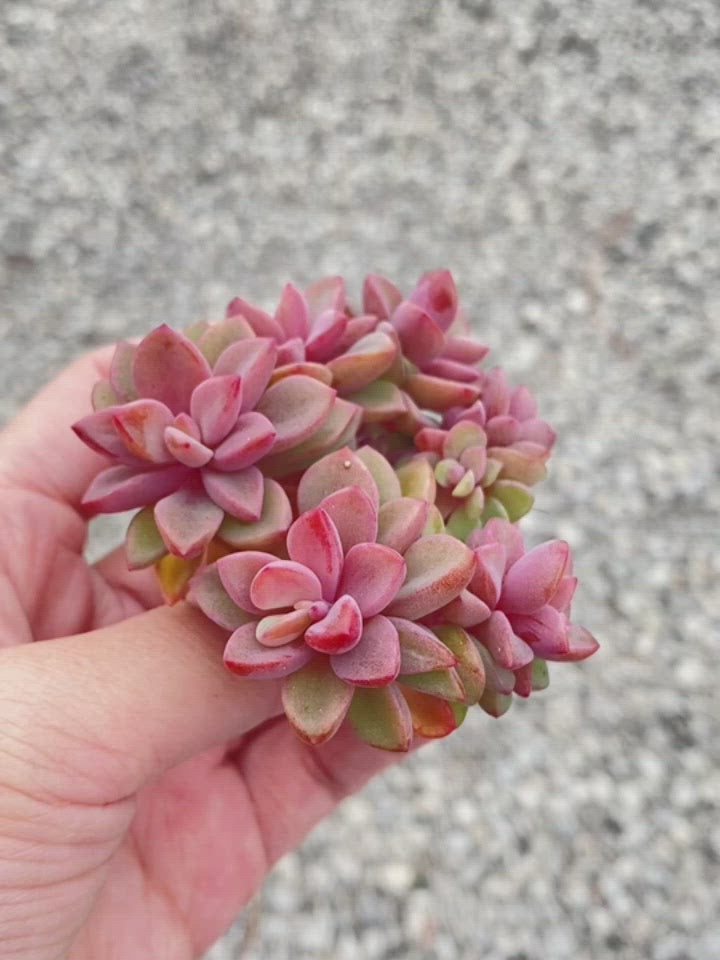 
                
                    Load and play video in Gallery viewer, Echeveria cv Rezry Toronto&amp;#39;s 5-star Bestseller nursery store selected local &amp;amp; Korean rare succulents; houseplants, indoor plants, selected handmade planters with a drainage hole, pots, bonsai pots, produced by ourselves, wholesale. Handmade/Glazed/Table Decor/Indoor Decor/Tabletop Planter
                
            