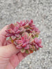 Echeveria cv Rezry Toronto's 5-star Bestseller nursery store selected local & Korean rare succulents; houseplants, indoor plants, selected handmade planters with a drainage hole, pots, bonsai pots, produced by ourselves, wholesale. Handmade/Glazed/Table Decor/Indoor Decor/Tabletop Planter