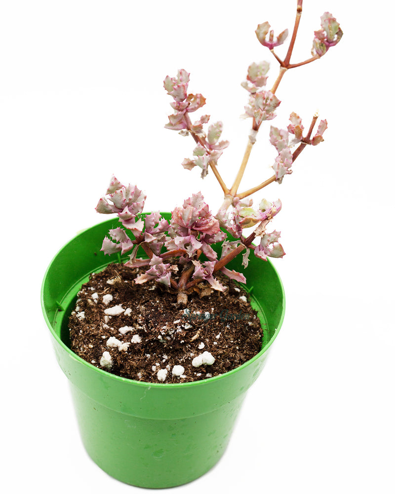 Oscularia Deltoides "Pink Ice Plant"