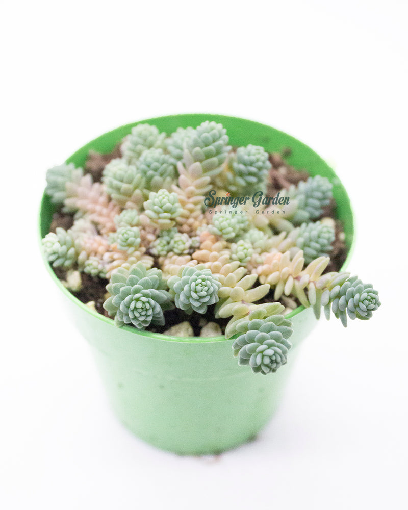 Sedum Dasyphyllum Minor