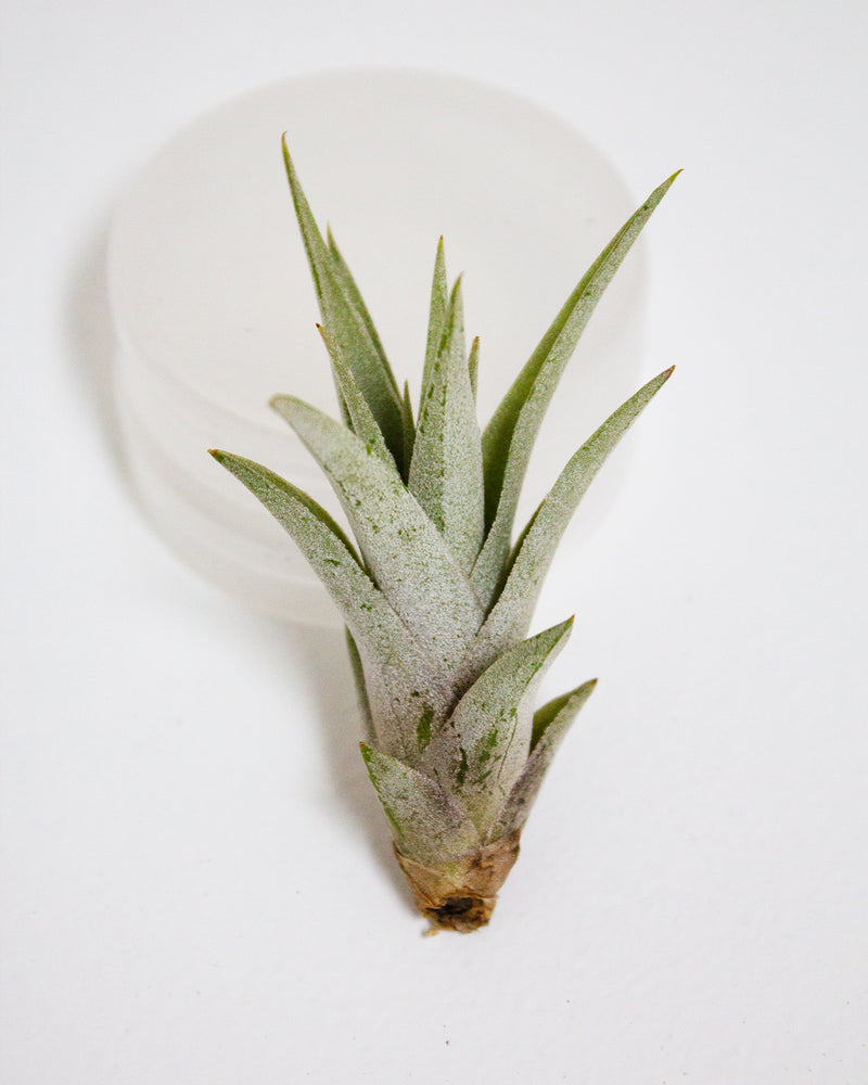 Harrisii Air Plant