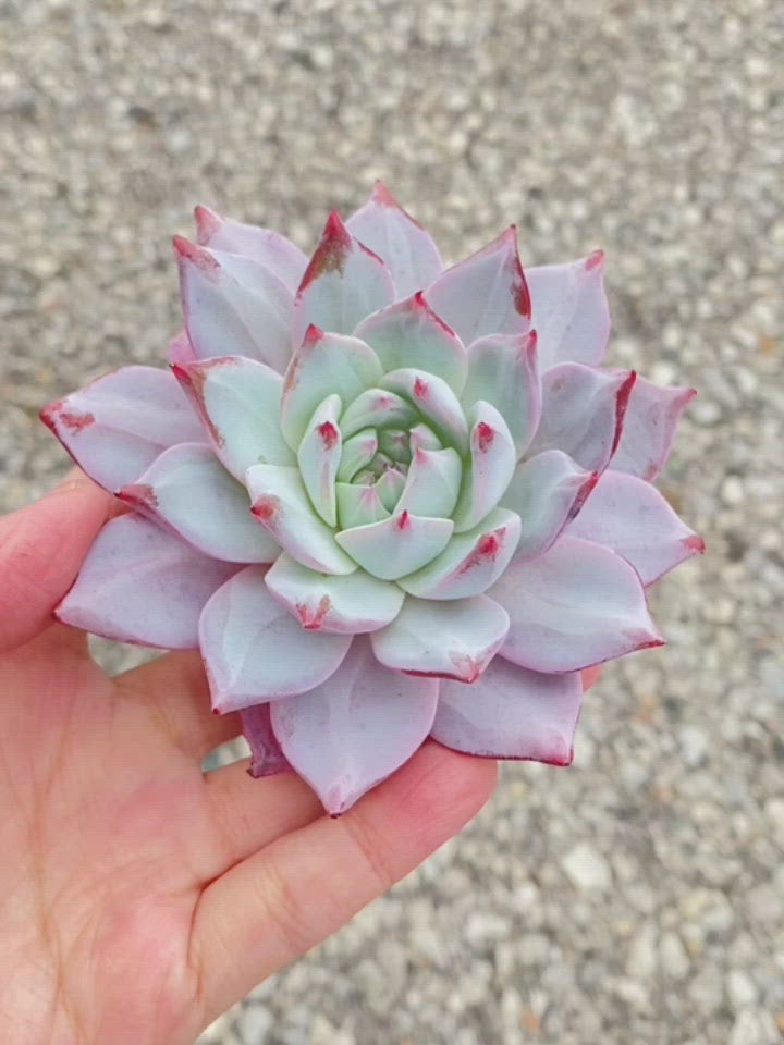 
                
                    Load and play video in Gallery viewer, Echeveria Blue Bird Toronto&amp;#39;s 5-star Bestseller nursery store selected local &amp;amp; Korean rare succulents; houseplants, indoor plants, selected handmade planters with a drainage hole, pots, bonsai pots, produced by ourselves, wholesale.
                
            
