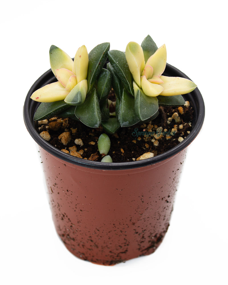 
                
                    Load image into Gallery viewer, Crassula cv &amp;#39;Moonglow&amp;#39;
                
            