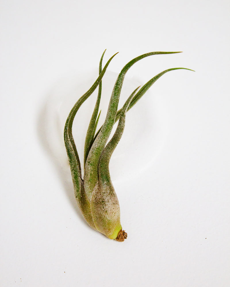 Caput Medusae Air Plant