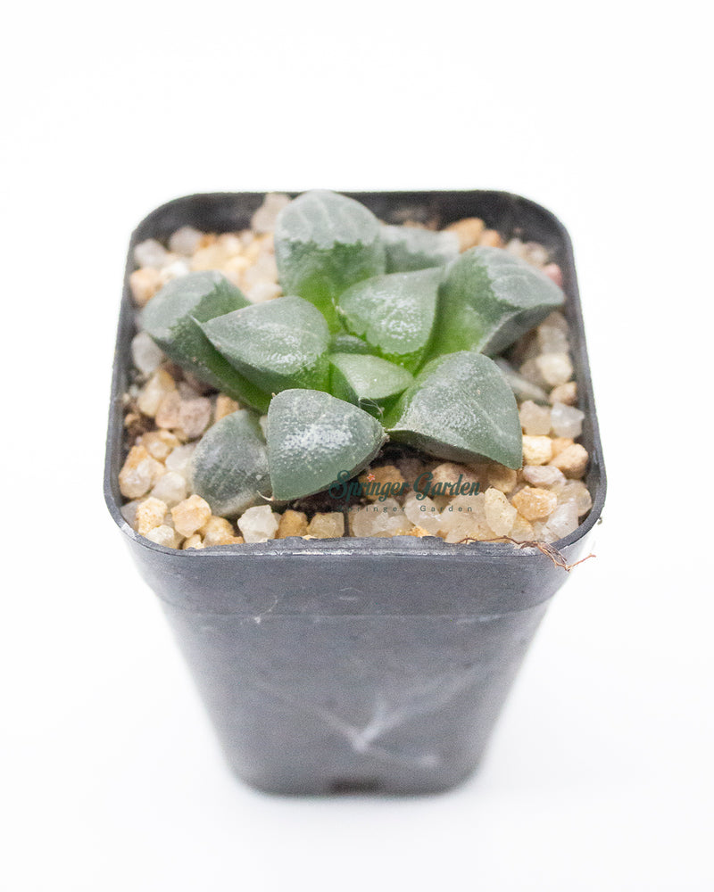 Haworthia All Type