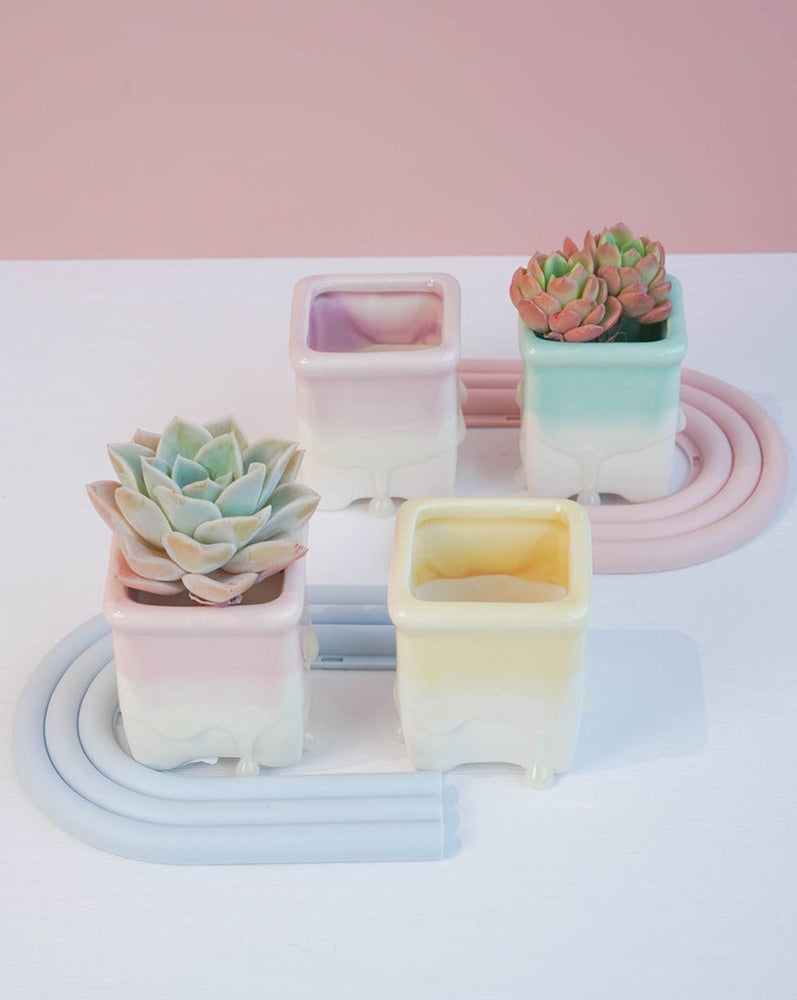 
                
                    Load image into Gallery viewer, Succulent Assortment with Dripping Texture Planters
                
            