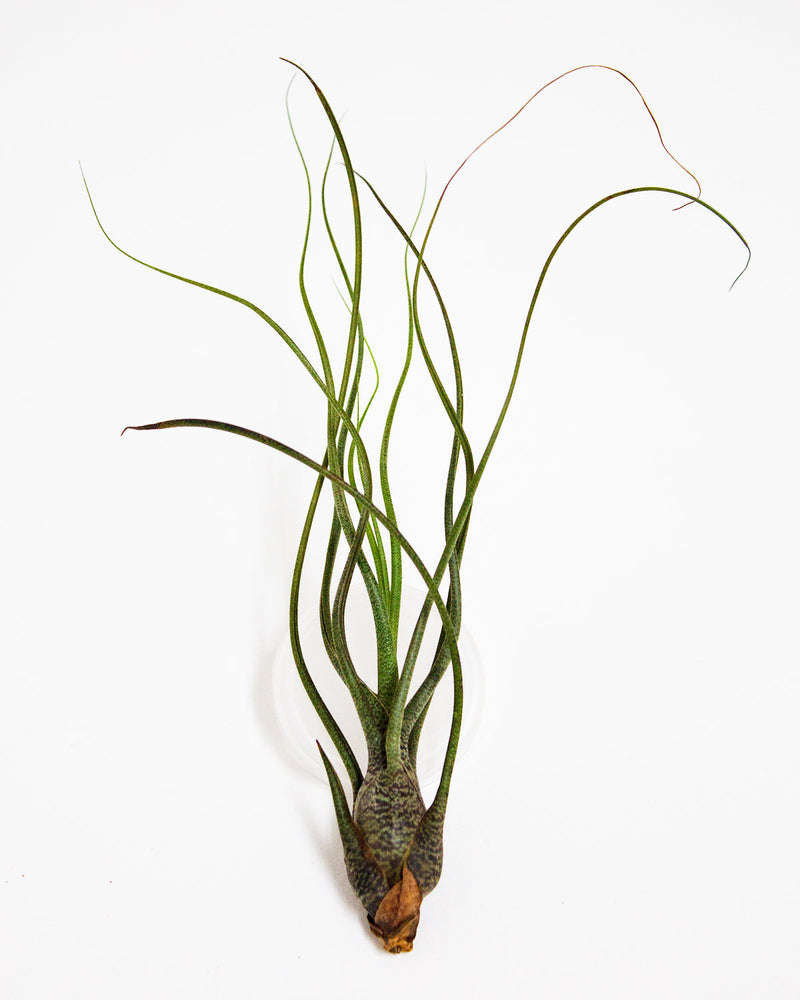 Butzii Air Plant