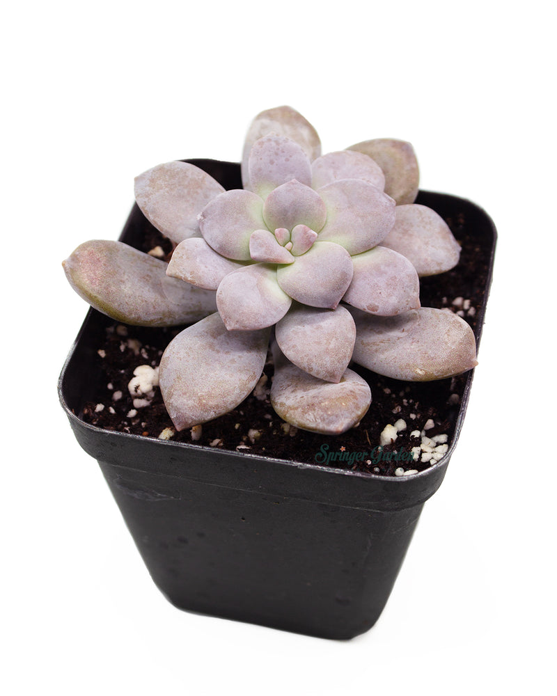 Graptopetalum superbum (Kimnach) Acev.-Rosas