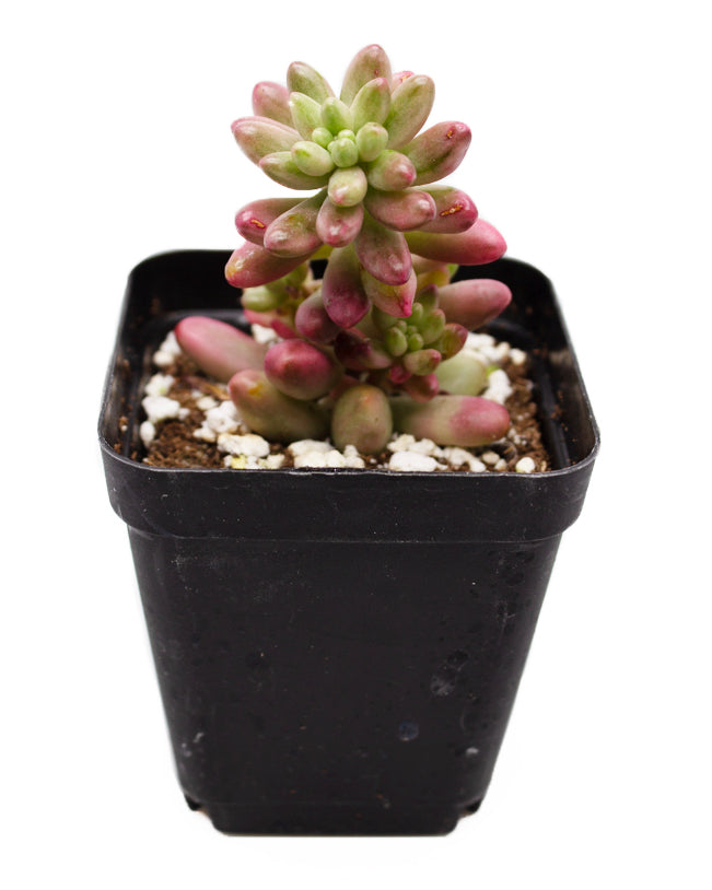 Sedum Rubrotinctum Jelly Bean Variegated