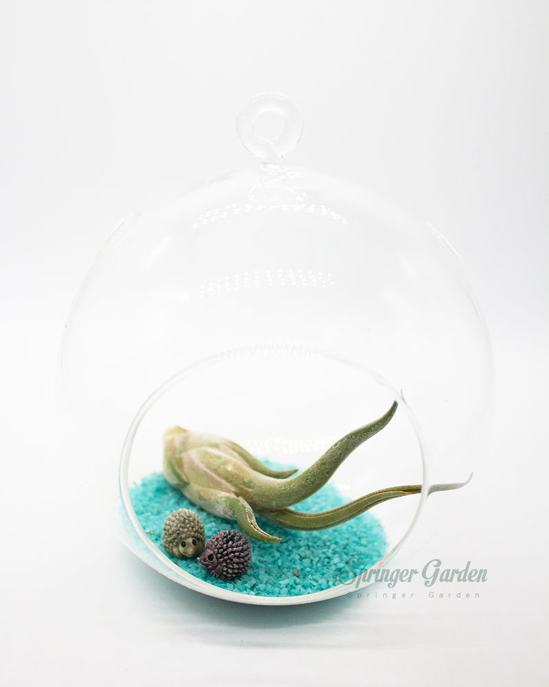 DIY Airplant Terrarium Kit - Hanging Globe