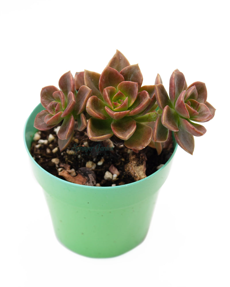 Echeveria Melaco Chocolate