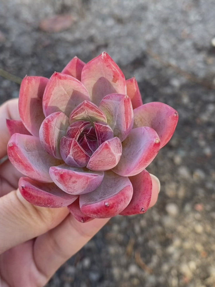 
                
                    Load and play video in Gallery viewer, Echeveria Ice Col
                
            