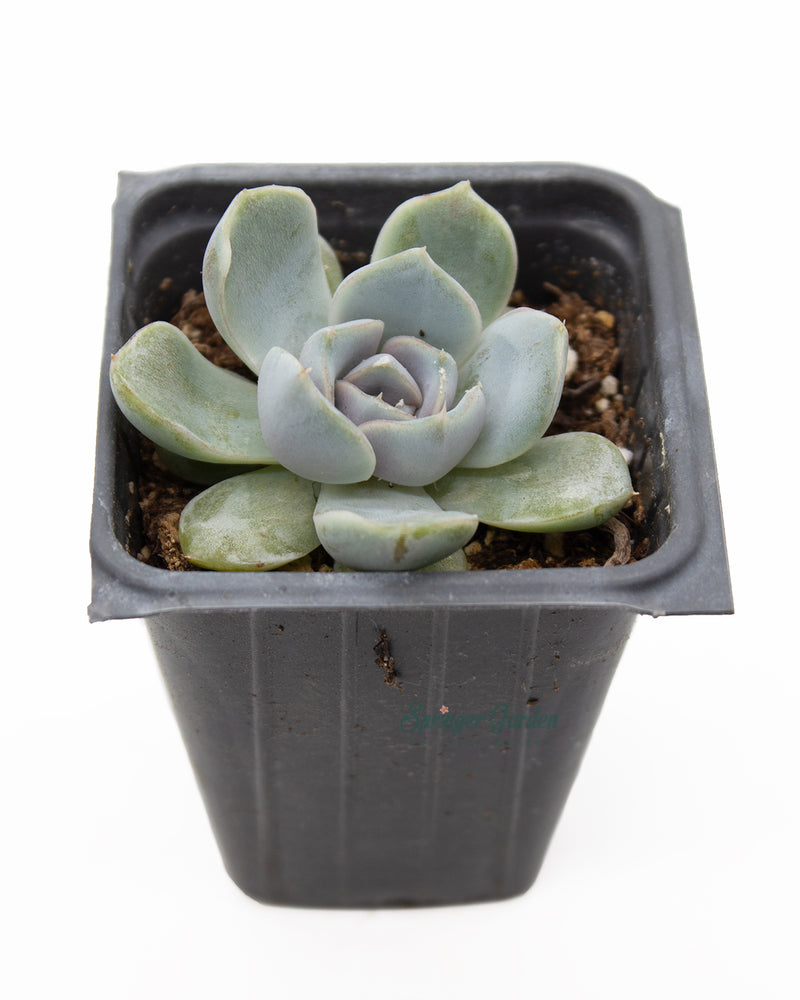 
                
                    Load image into Gallery viewer, Echeveria &amp;#39;Snow Bunny&amp;#39;
                
            