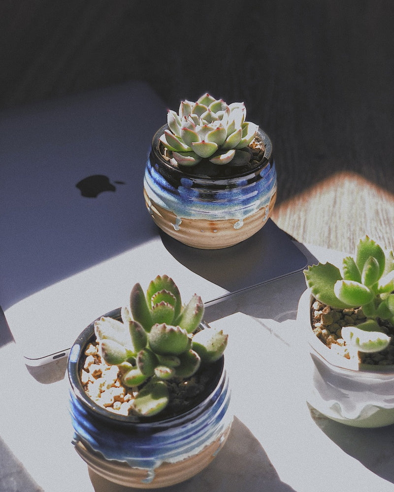 Succulent Planter/ Succulent Pot / Table Decor / Indoor Decor / Wedding Gift  Rare and unusual living succulents and cactus
