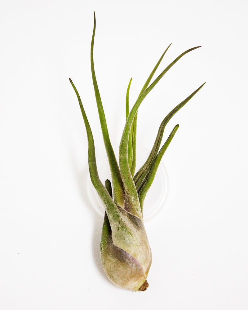 Caput Medusae Air Plant