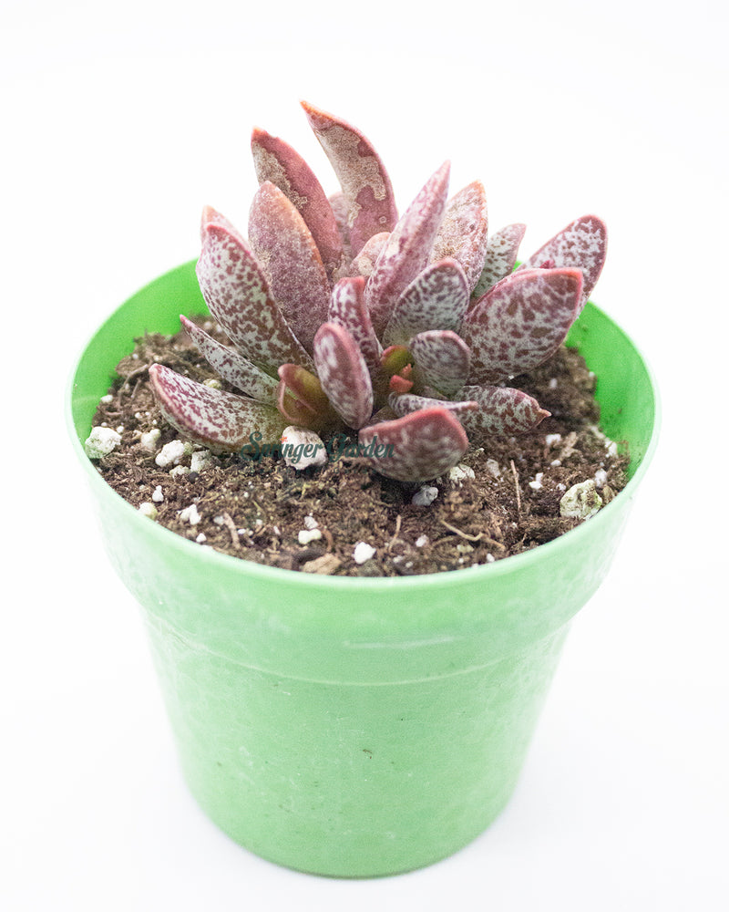 Adromischus Marianiae cv. Blosianus