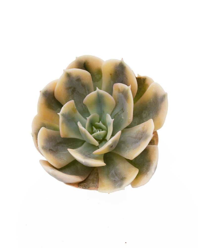 Echeveria Agavoides Akaihosi Toronto's 5-star Bestseller nursery store selected local & Korean rare succulents; houseplants, indoor plants, selected handmade planters with a drainage hole, pots, bonsai pots, produced by ourselves, wholesale.