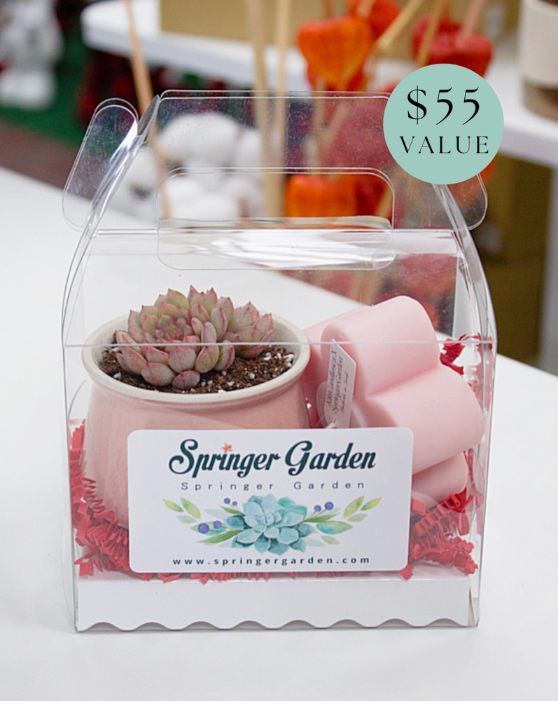 "Love Will Grow" Korean Succulent Gift Box