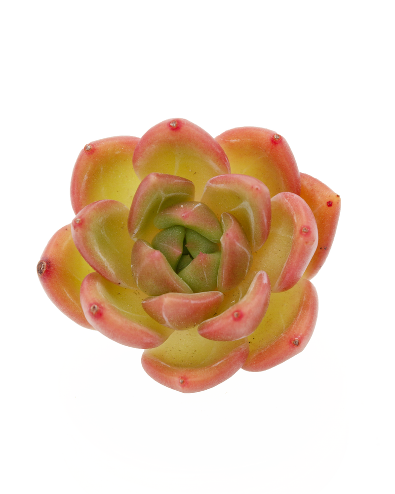 Echeveria Champagne Toronto's 5-star Bestseller nursery store selected local & Korean rare succulents; houseplants, indoor plants, selected handmade planters with a drainage hole, pots, bonsai pots, produced by ourselves, wholesale. Handmade/Glazed/Table Decor/Indoor Decor/Tabletop Planter