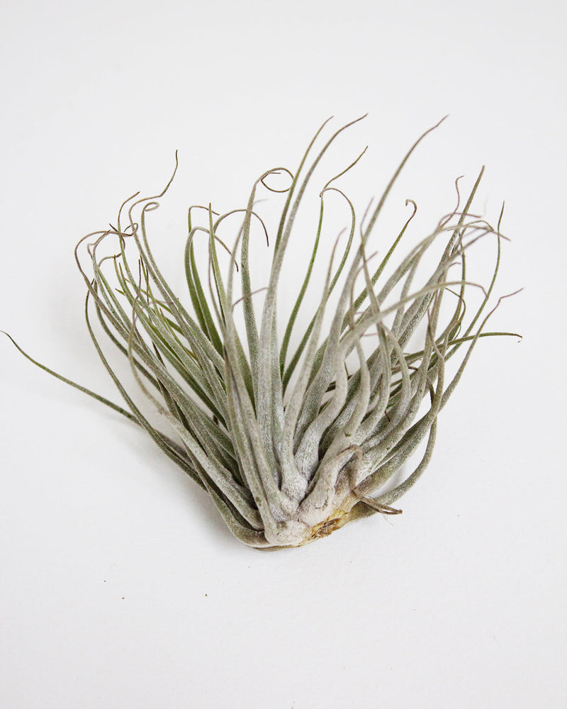 Tillandsia Oaxacana Air Plant