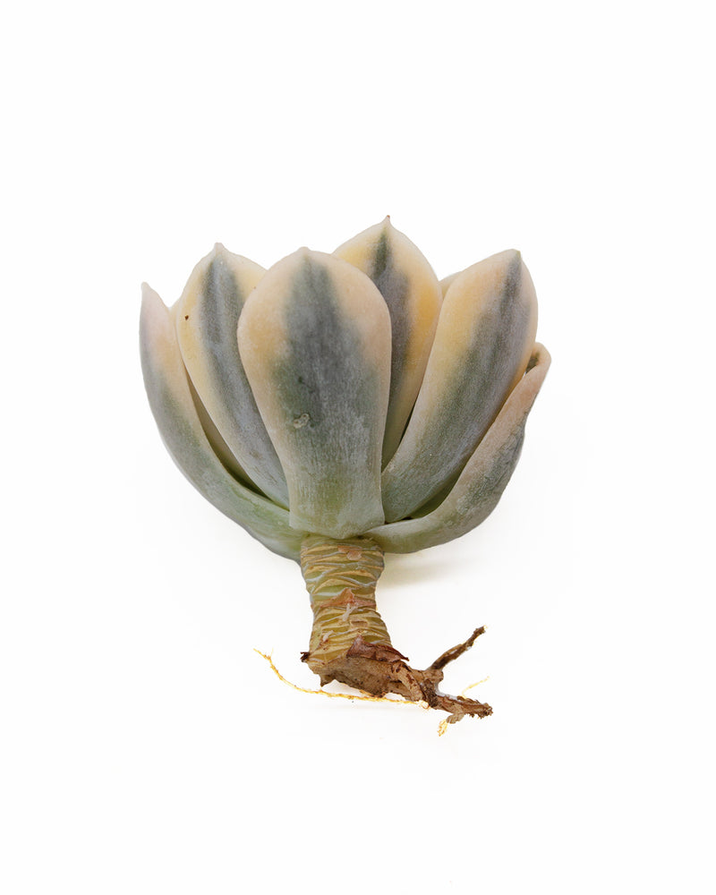 Echeveria Agavoides Akaihosi Toronto's 5-star Bestseller nursery store selected local & Korean rare succulents; houseplants, indoor plants, selected handmade planters with a drainage hole, pots, bonsai pots, produced by ourselves, wholesale.