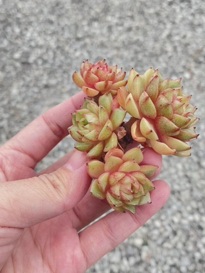 
                
                    Load and play video in Gallery viewer, Echeveria Ben Badis Toronto&amp;#39;s 5-star Bestseller nursery store selected local &amp;amp; Korean rare succulents; houseplants, indoor plants, selected handmade planters with a drainage hole, pots, bonsai pots, produced by ourselves, wholesale.
                
            