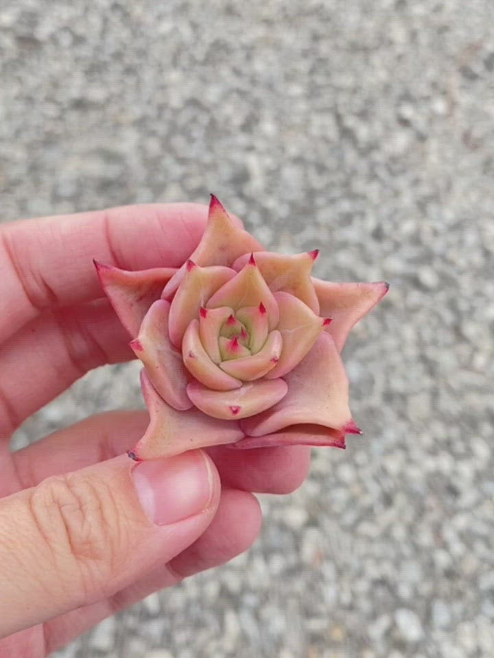 
                
                    Load and play video in Gallery viewer, Echeveria Madiba
                
            
