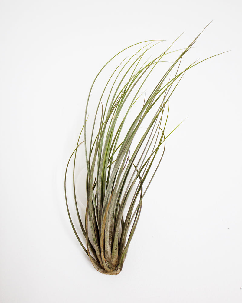 Juncea Air Plant