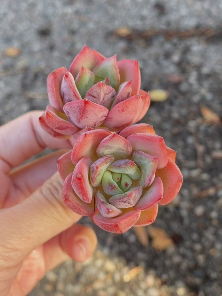 
                
                    Load and play video in Gallery viewer, Echeveria Salmon
                
            