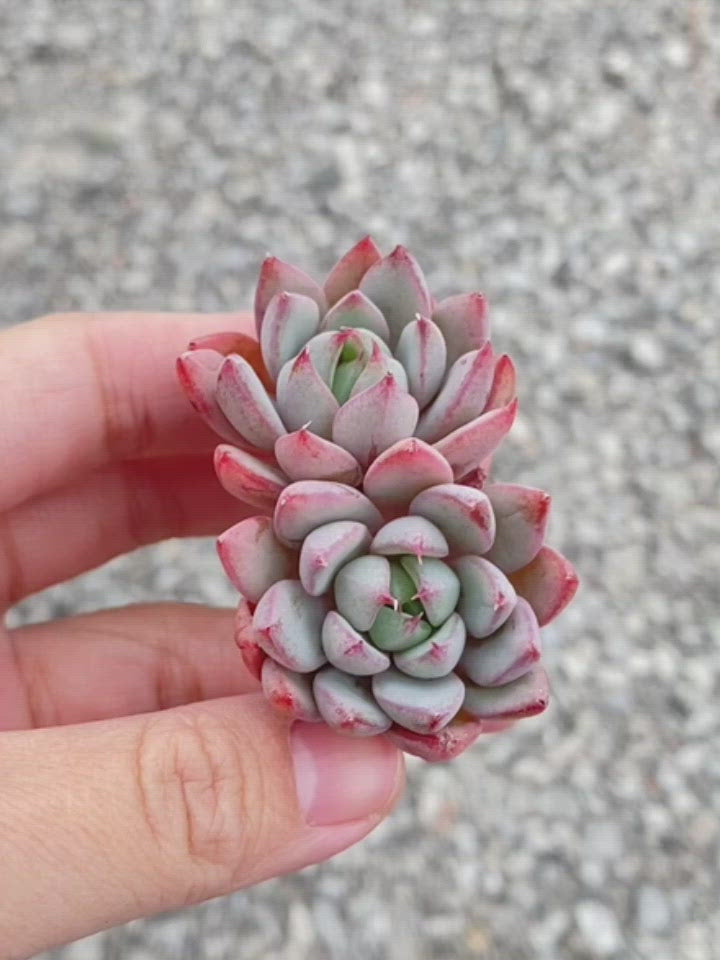
                
                    Load and play video in Gallery viewer, Echeveria Yeomiwol
                
            