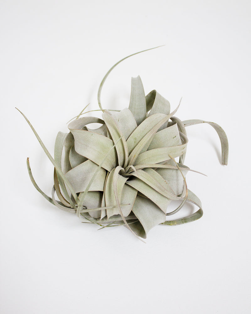 Xerographica Air Plant