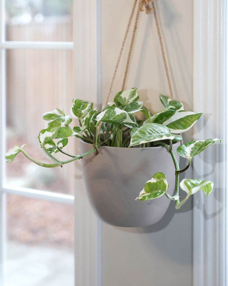 Large Hanging Pot