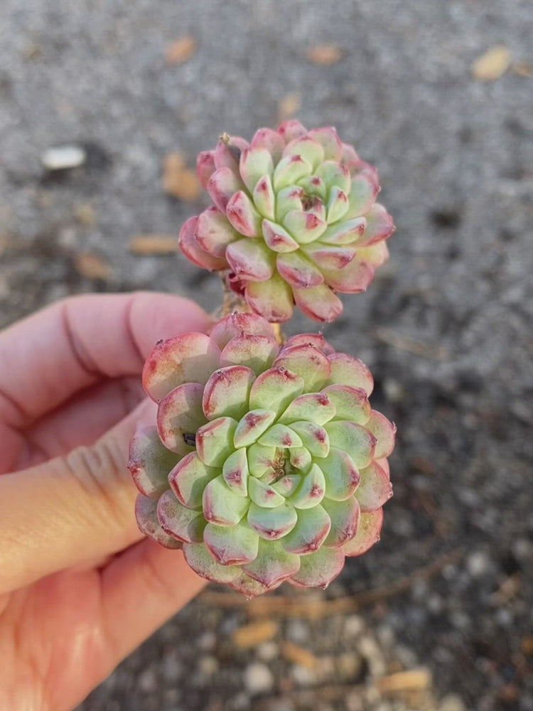 
                
                    Load and play video in Gallery viewer, Echeveria Blue Minima Toronto&amp;#39;s 5-star Bestseller nursery store selected local &amp;amp; Korean rare succulents; houseplants, indoor plants, selected handmade planters with a drainage hole, pots, bonsai pots, produced by ourselves, wholesale.
                
            