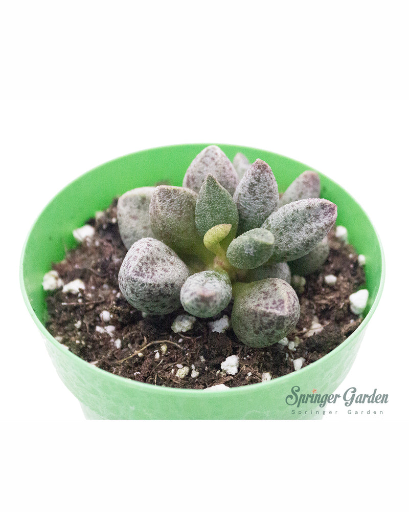 Adromischus Marianiae cv. Blosianus