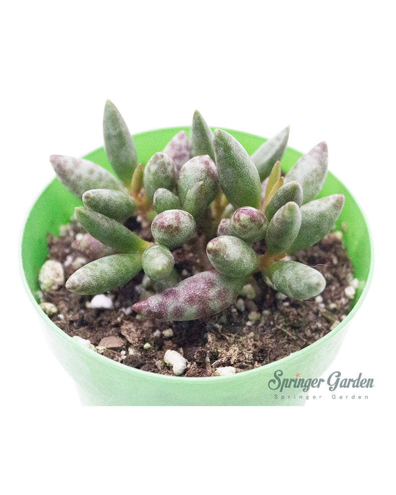 Adromischus Marianiae cv. Blosianus