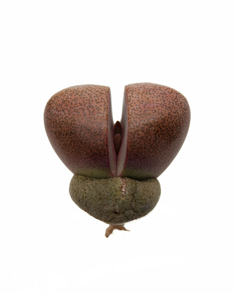 Adromischus Nelii Royal Flush Toronto's 5-star Bestseller nursery store selected local & Korean rare succulents; houseplants, indoor plants, selected handmade planters with a drainage hole, pots, bonsai pots, produced by ourselves, wholesale.