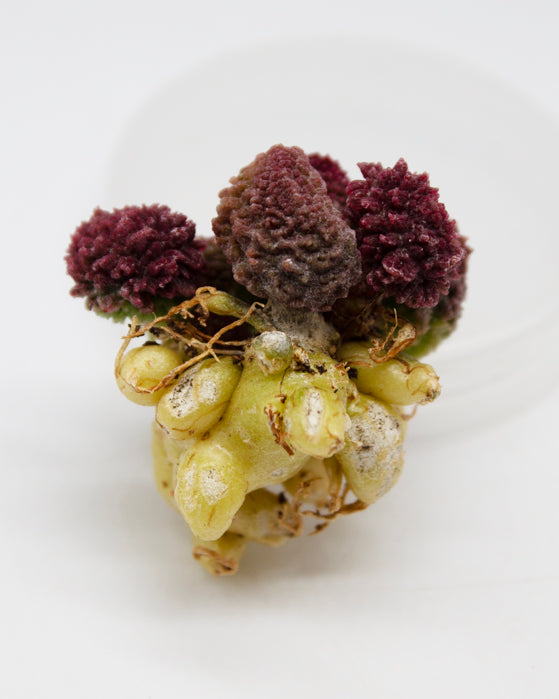 Adromischus Herrei