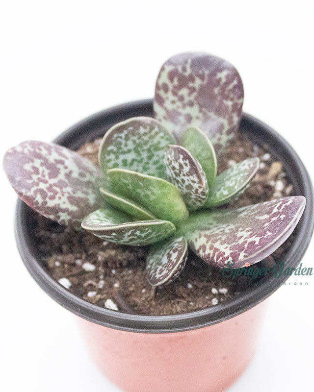 Adromischus Marianiae cv. Blosianus