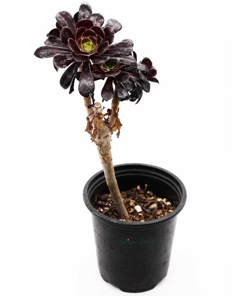 Aeonium Arboreum Nigrum