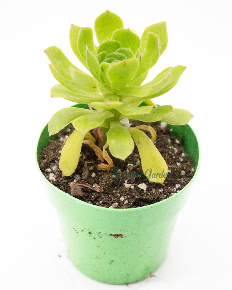 Aeonium Arboreum