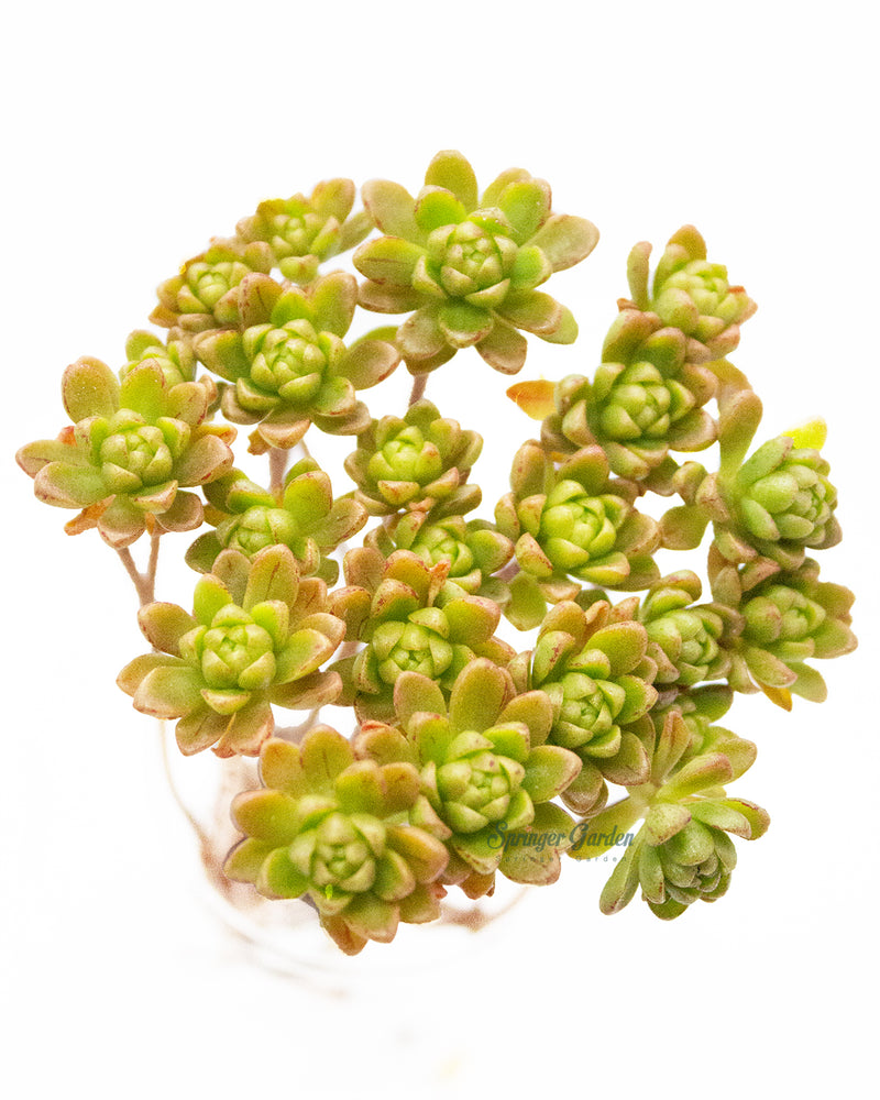 Aeonium Arnoldii