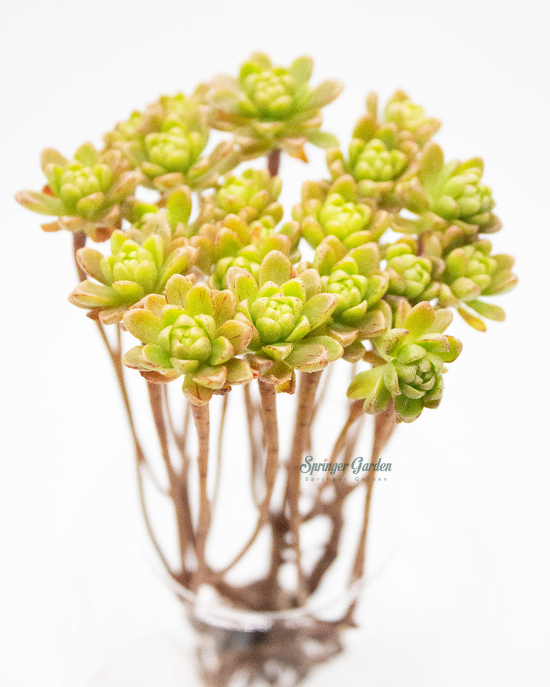 Aeonium Arnoldii Toronto's 5-star Bestseller nursery store selected local & Korean rare succulents; houseplants, indoor plants, selected handmade planters with a drainage hole, pots, bonsai pots, produced by ourselves, wholesale.
