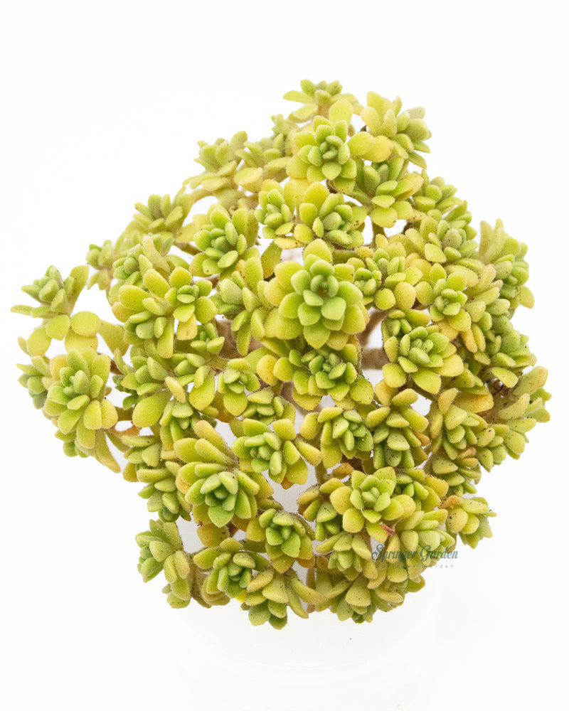 Aeonium Dasol